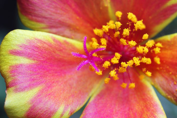 extreme macro of common purslane flower