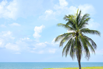 Naklejka na ściany i meble Palm tree at beach