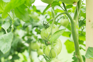 tomato