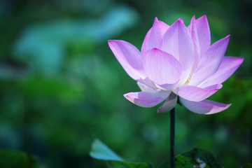 beautiful lotus flower blooming in garden