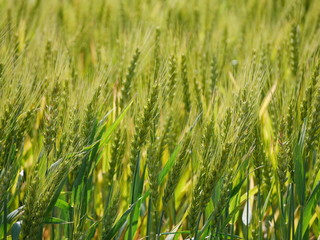 Fresh green and golden wheat field