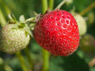 Beautiful organic strawberries in a home garden