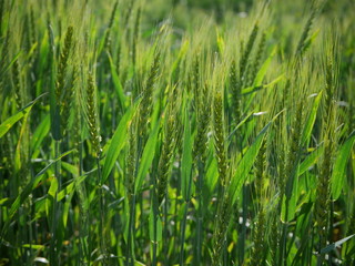 Fresh green and golden wheat field
