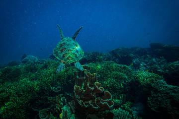 Fototapeta premium Turtle