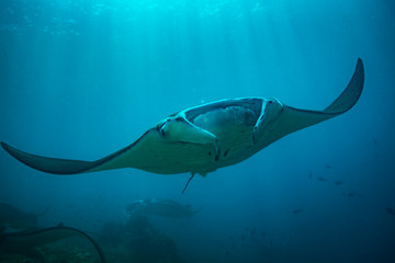 Fototapeta premium Manta ray