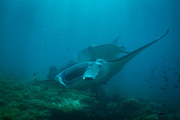 Fototapeta premium Manta ray
