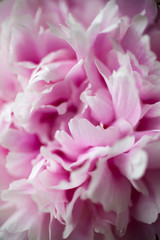 Pink peony