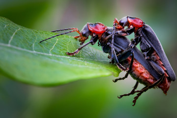 Cantharis nigricans bugs mating