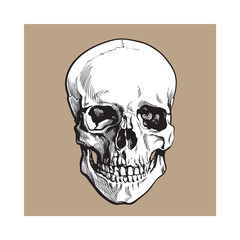 Hand drawn human skull, anatomical model, black and white sketch style vector illustration isolated on brown background. Realistic front view hand drawing of human skull