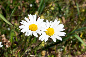 Common daisy (Bellis perennis) on the meadow in spring