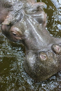 Hippo head on the water surface.
