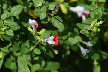 チェリーセージ・ホットリップス