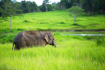The young elephant walking in the lush forest