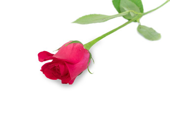 Pink rose with leaves isolated on white background for valentine's day or romantic event.(selective focus)