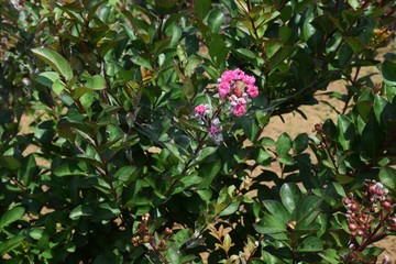 サルスベリの花