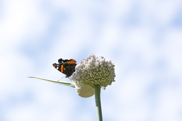 A beautiful butterfly is in the process of pollinating an onion plant.
