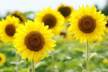 Fototapeta premium ひまわり