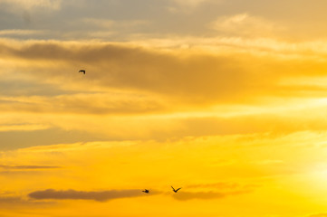 Fototapeta na wymiar Birds in silhouete during a golden sunset at Weeroona Island located in Germein Bay South Australia