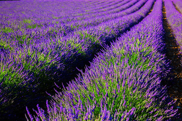 Plakat Blooming lavender field. France, Provence