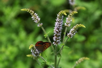 ミントの花とチョウ