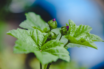 Frische Grüne Blätter mit Knospen auf dem Balkon