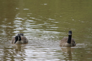Two geese head on