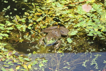Frog in pond