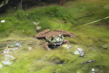 Frog in slime