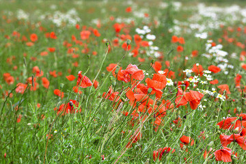 Blumenwiese