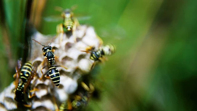 A colony of paper wasps. Wasps build a house. Wasps are building honeycombs