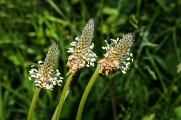 Blüte des Spitzwegerichs, Plantago lanceolata, Wegerich