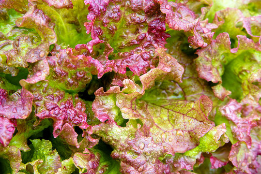Leaves of red lettuce grow on the bed