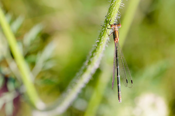 Female of a damselfly called Lestes sponsa, also known as emerald damselfly or common spreadwing, on the stem of a Daucus carota flower