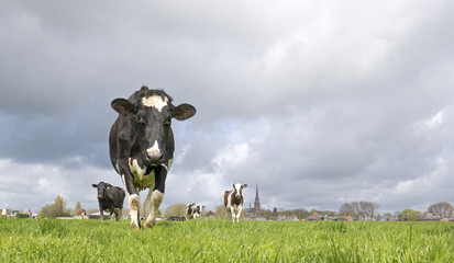 Four lovely Dutch cows walking towards the photographer in a beautiful field.