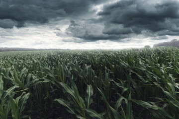 stürmische Wolken über Maisfeld