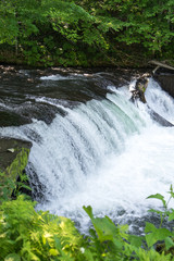 Fototapeta premium 北海道清里町にあるサクラマスが滝超えする季節のさくらの滝