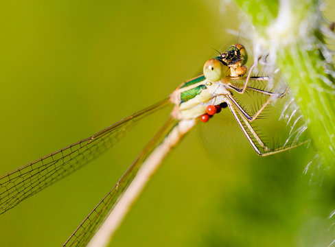 Female of Lestes barbarus damselfly, also known as southern emerald damselfly, shy emerald damselfly, and migrant spreadwing. Red Hydrachnidia parasites are attached under the body of the insect
