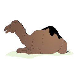 Vector lying camel