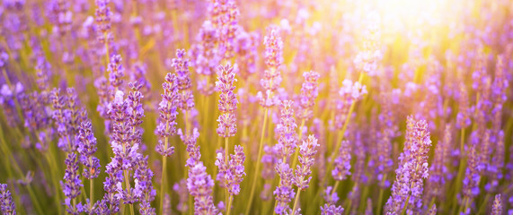 Beautiful image of lavender field over summer sunset landscape.