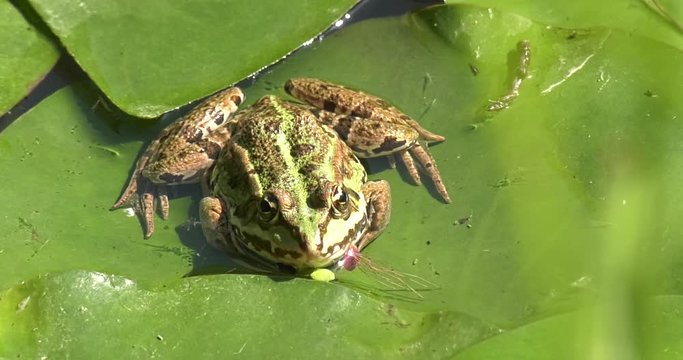 Rana esculenta (Pelophylax esculentus) su foglia di ninfea nel lago con acqua