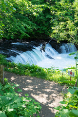 北海道清里町にあるサクラマスが滝超えする季節のさくらの滝