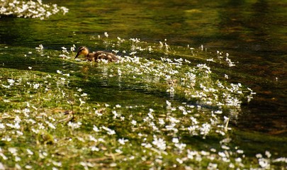 Flowers on the river