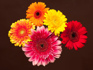 Blossoms of colorful Gerbera flowers in various colors isolated on brown background