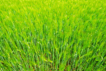 champ de blé en gros plan