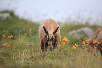 Chamois (Rupicapra rupicapra) Vosges Mountains, France  Gämsen Vogesen