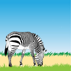 Fototapeta na wymiar Vector zebra illustration
