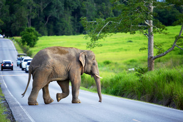 Fototapeta premium The young elephant crossing the road