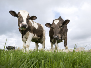 Two sweet Dutch cows investigating the photographer while standing in a beautiful field.