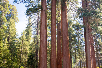 Sequoia National Park
