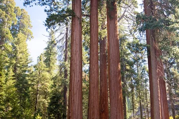 Foto auf Acrylglas Naturpark Sequoia National Park